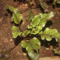 Beta vulgaris L.